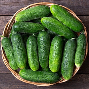 Cucumber