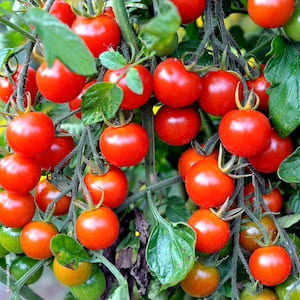 Round Cherry Tomato