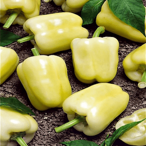 White Pepper
