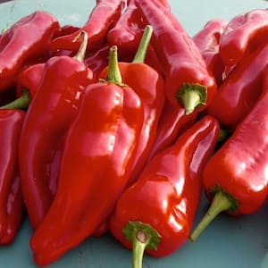 Kapia Pepper