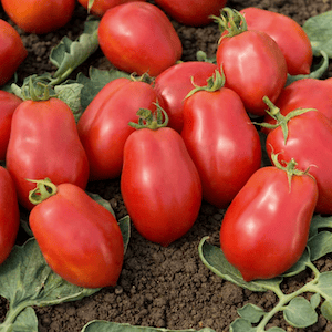 Elongated Tomato