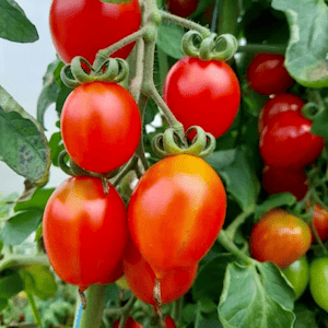 Elongated Cherry Tomato